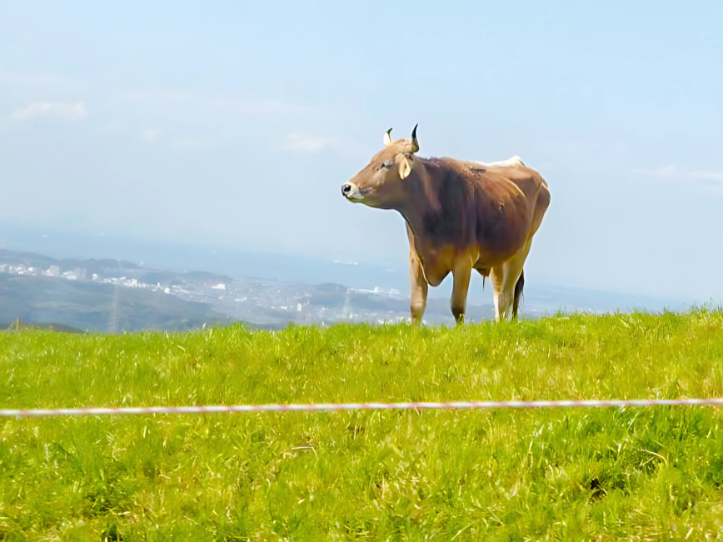 イベントからグルメまで!千葉県「マザー牧場」に行きたくなる3つの魅力