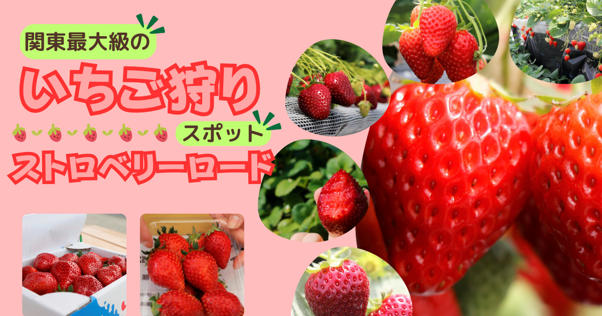 完熟いちごを食べくらべ!いちご狩りで大満足!