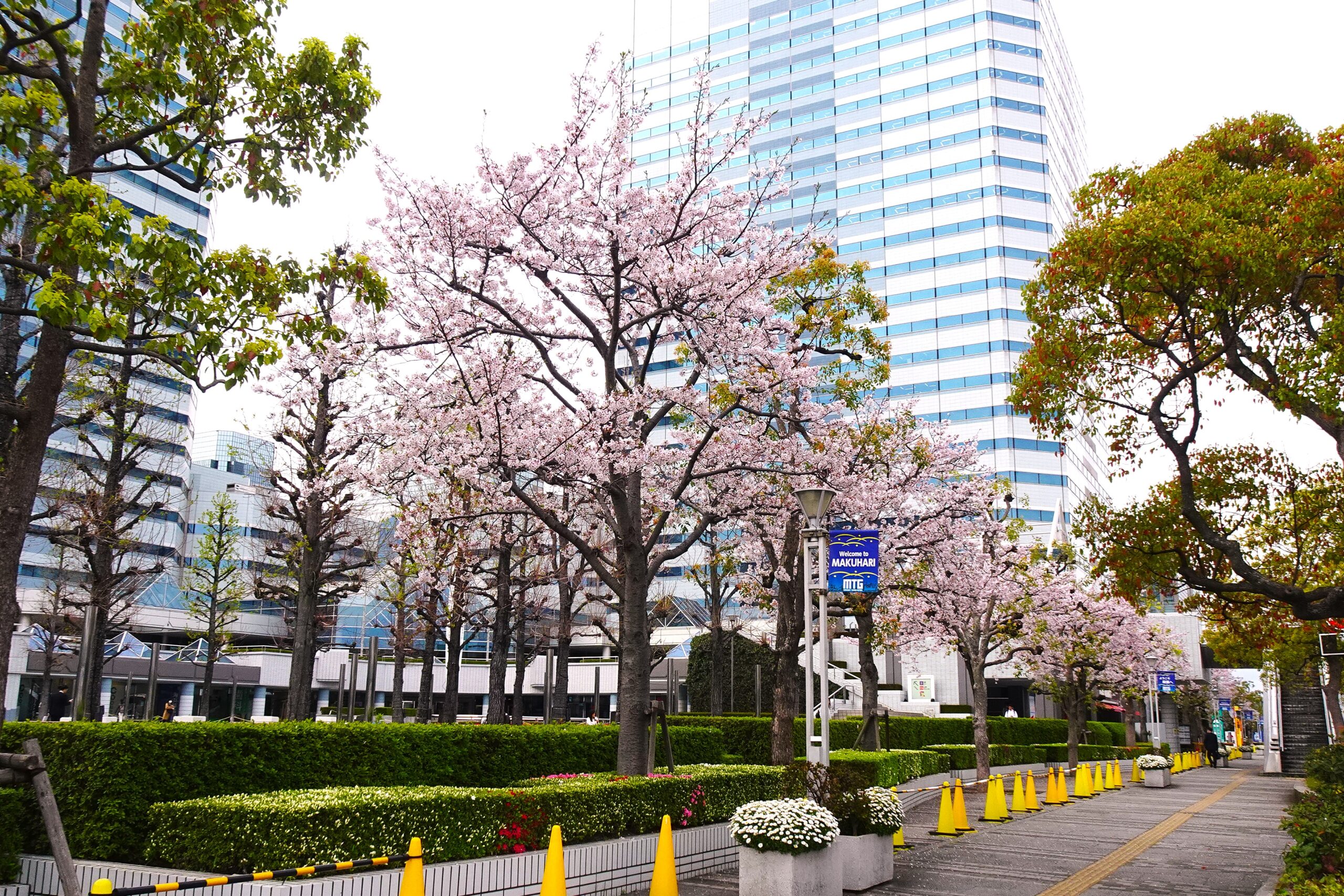 【千葉市美浜区】海浜幕張駅北口交差点そば、幕張テクノガーデン横の桜並木を見てきました。