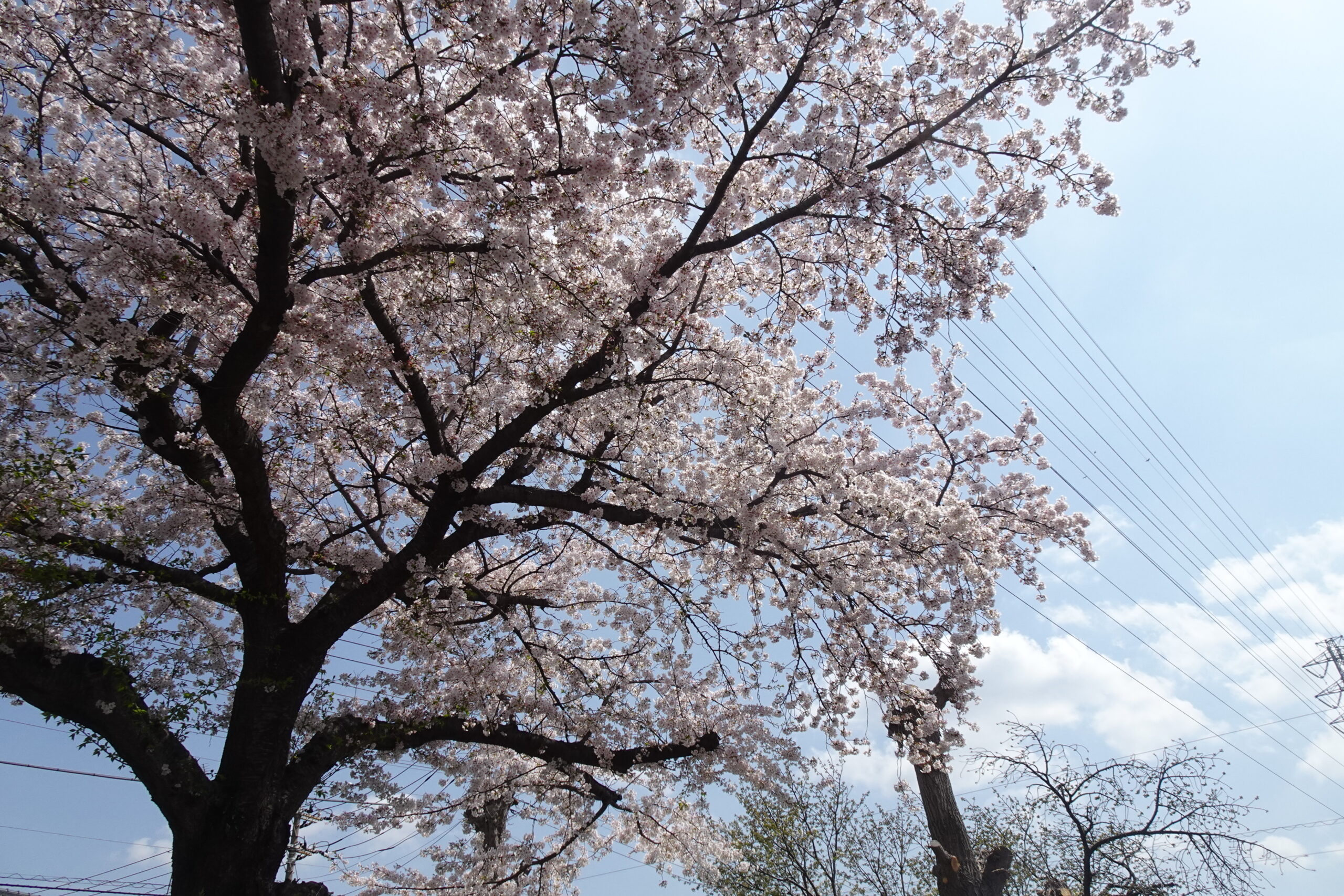 【千葉市】新検見川『花園グリーンベルト』桜並木を見てきました!