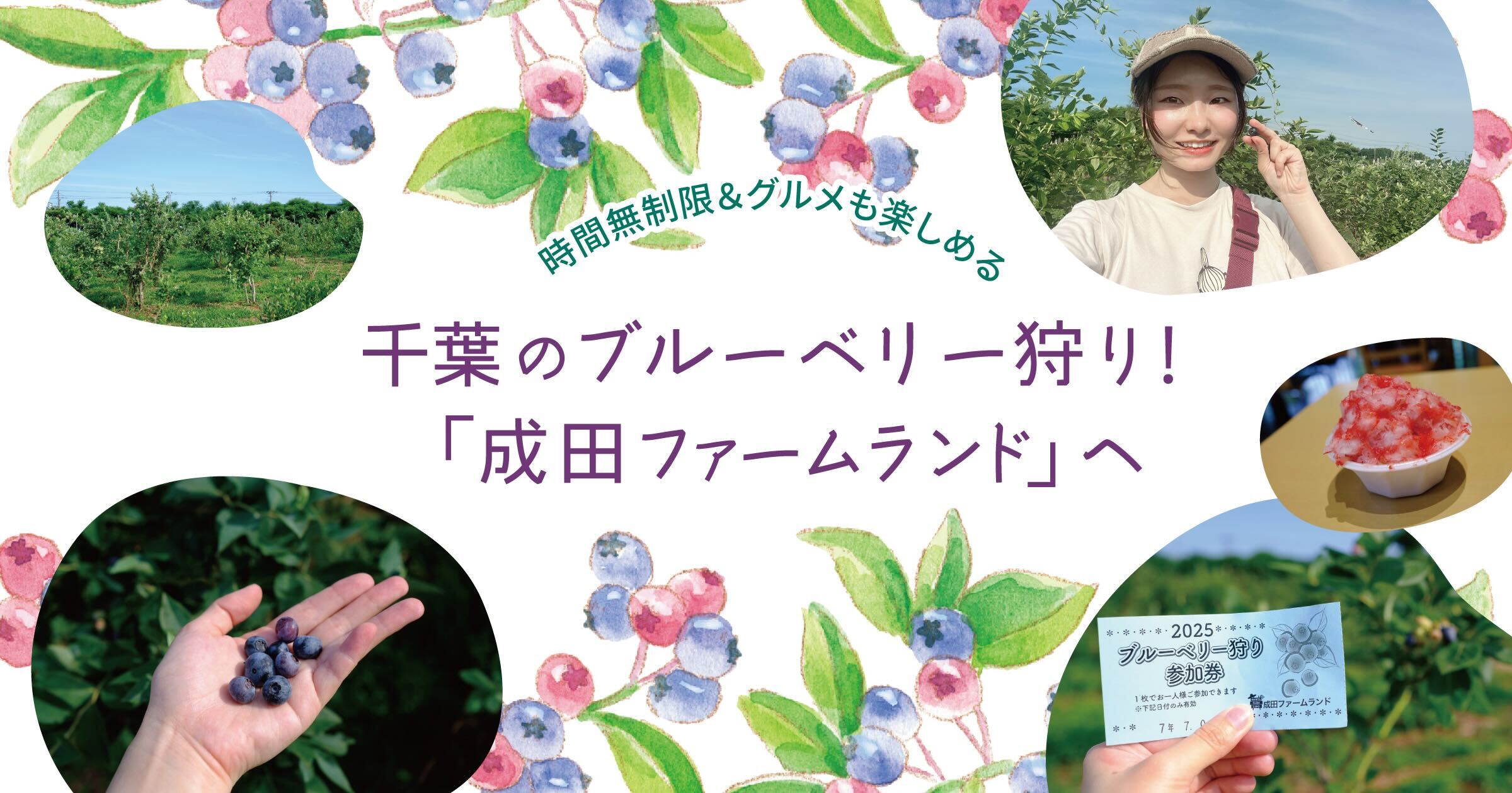 夏休みに行こうよ、千葉のブルーベリー狩り!時間無制限&グルメも楽しめる「成田ファームランド」へ
