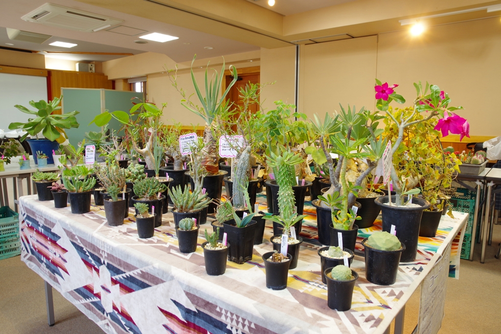 多肉植物のふしぎ展・即売会