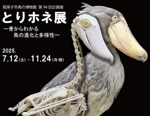 第94回企画展「とりホネ展-骨からわかる鳥の進化と多様性-」