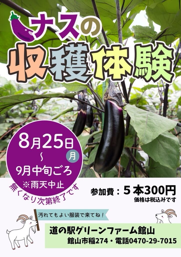 ナスの収穫体験