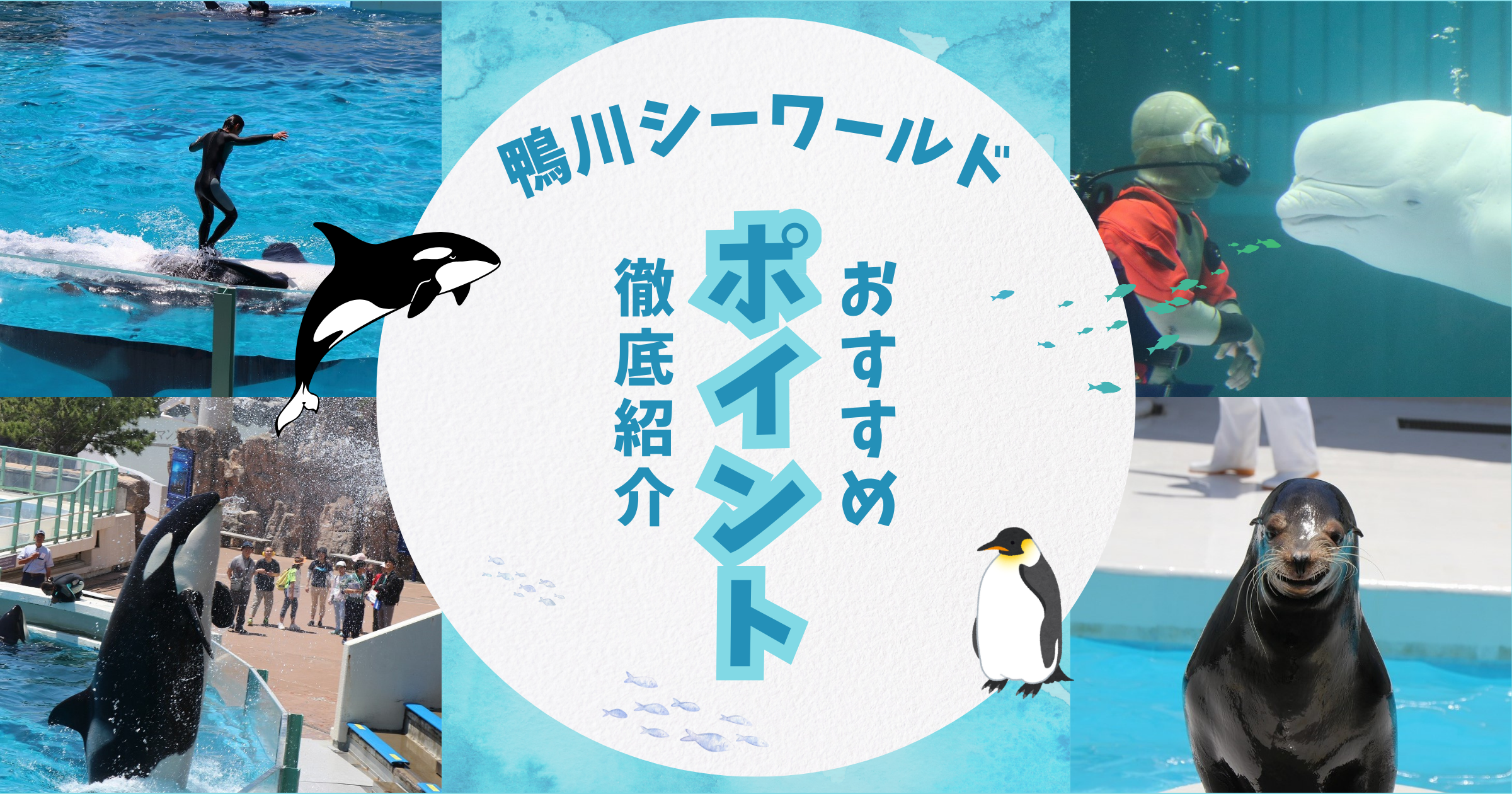 鴨川シーワールドのおすすめポイント徹底紹介