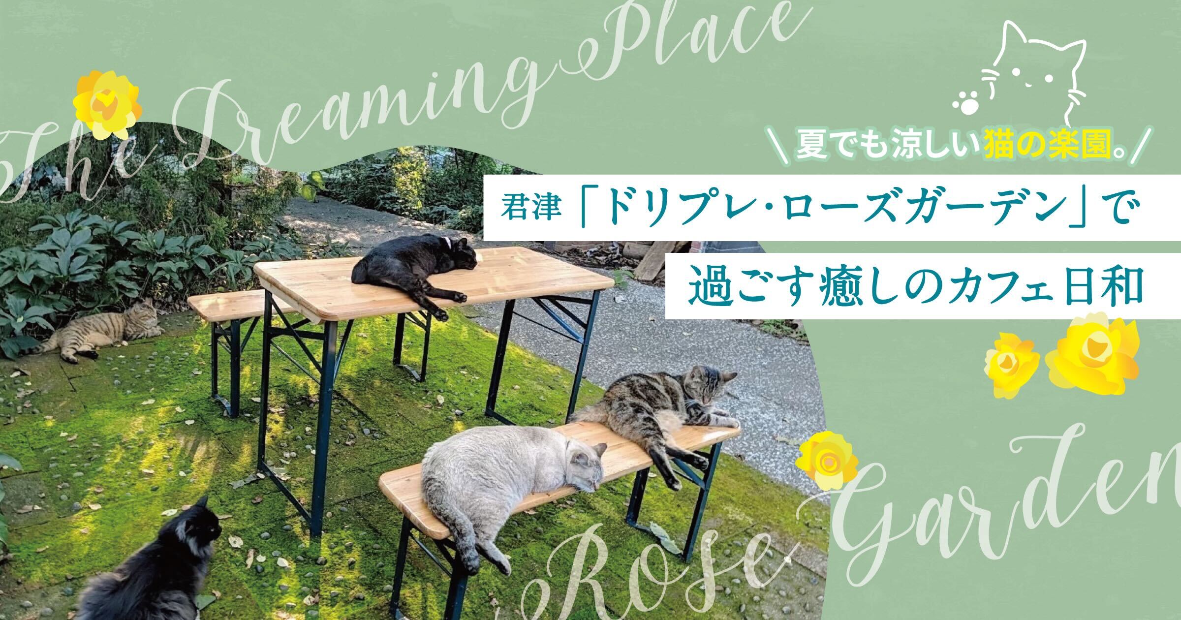 夏でも涼しい猫の楽園。君津「ドリプレ・ローズガーデン」で過ごす癒しのカフェ日和