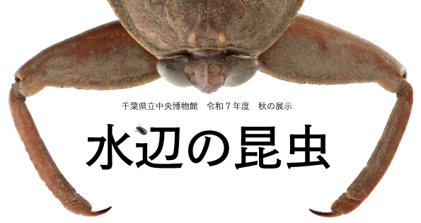 令和7年度秋の展示 水辺の昆虫