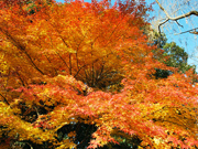 第26回 成田山公園紅葉まつり