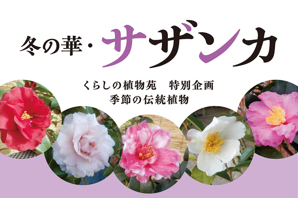 冬の華・サザンカ2025