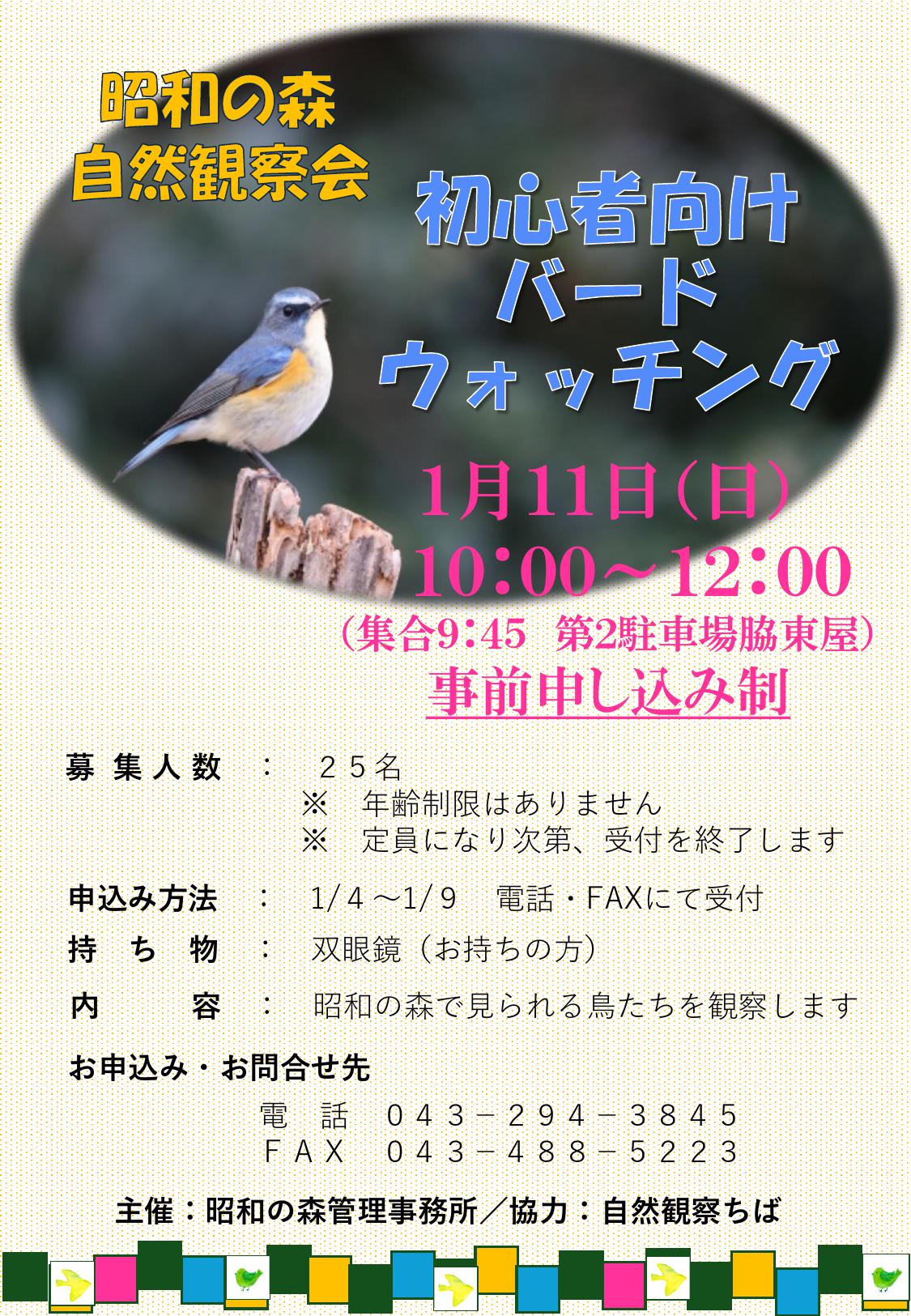 初心者向けバードウォッチング