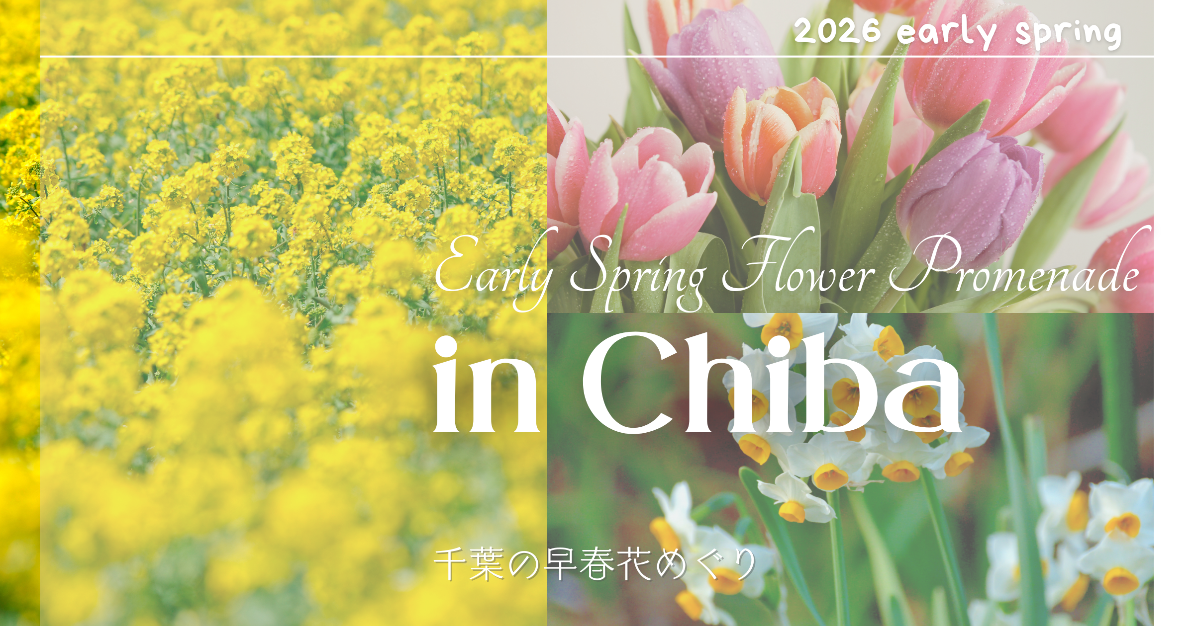 【2026年】千葉の早春花スポット5選|菜の花・水仙・チューリップの見頃とアクセス情報