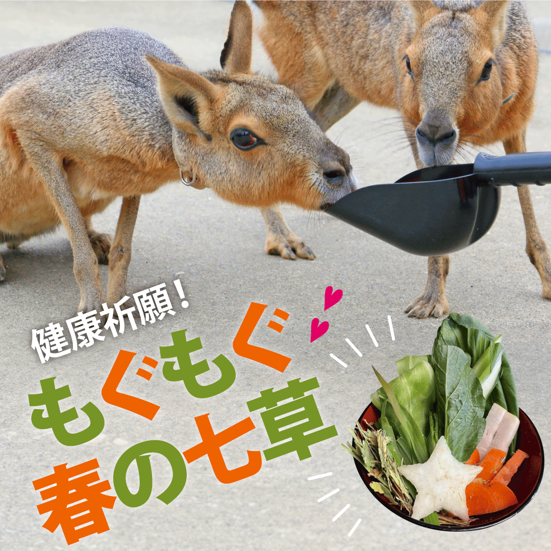 健康祈願!もぐもぐ春の七草