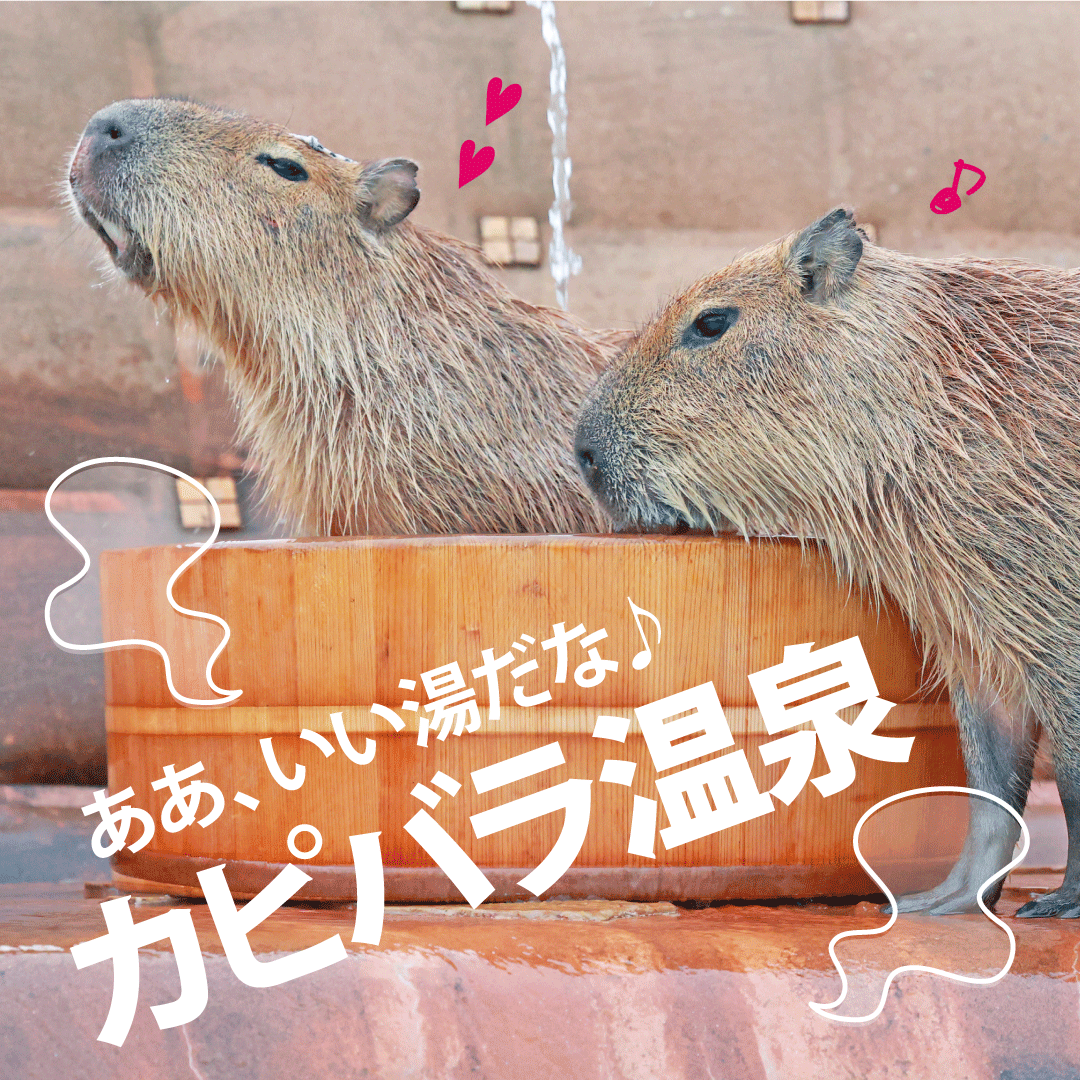 ああ、いい湯だな♪カピバラ温泉