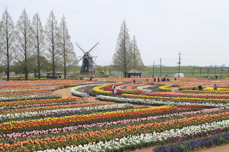 チューリップフェスティバル(あけぼの山農業公園)