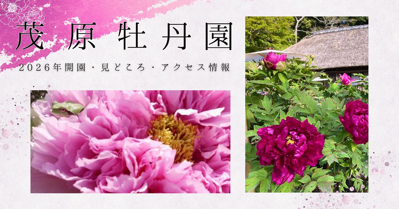 【茂原牡丹園】登録有形文化財×牡丹が織りなす絶景|2026年開園・見どころ・アクセス情報